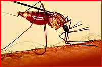 malaria-small.jpg