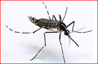 chikungunya-small.jpg